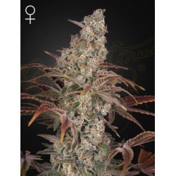 JACKS DREAM · Green House Seeds · semi di canapa · Fem