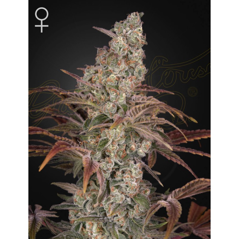 JACKS DREAM · Green House Seeds · semillas de marihuana · Fem