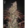 JACKS DREAM · Green House Seeds · semi di canapa · Fem