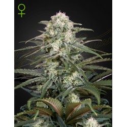 KALASHNIKOVA  AUTO · Green House Seeds · semillas de marihuana · AutoFem