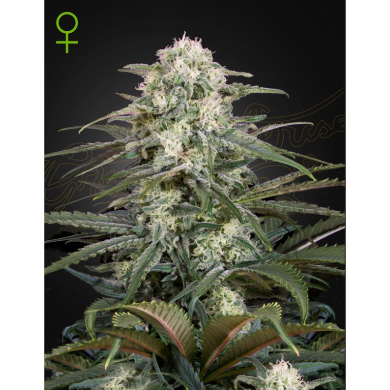 KALASHNIKOVA  AUTO · Green House Seeds · cannabis seeds · AutoFem