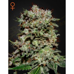 KALASHNIKOVA · Green House Seeds · cannabis seeds · Fem