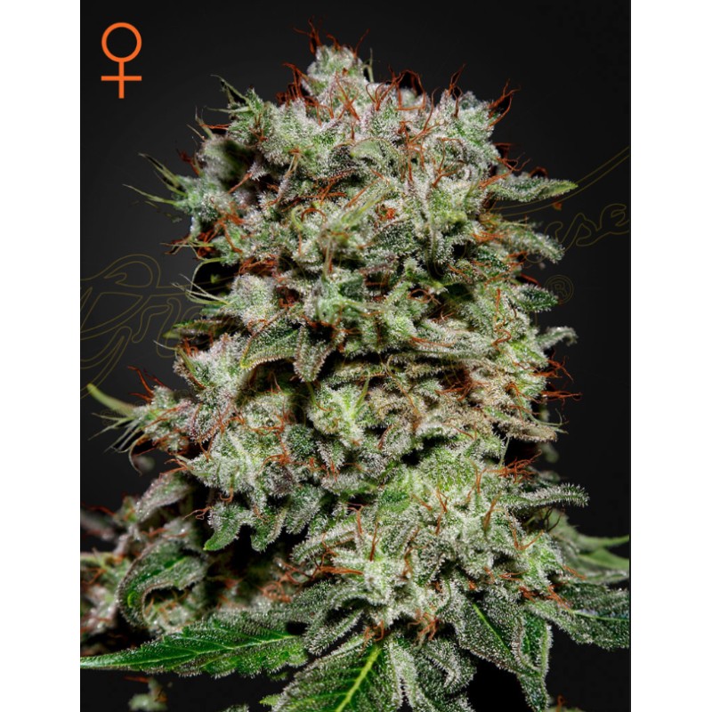 KALASHNIKOVA · Green House Seeds · semi di canapa · Fem