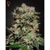 KALASHNIKOVA · Green House Seeds · cannabis seeds · Fem