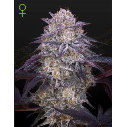 KING'S JUICE AUTO · Green House Seeds · cannabis seeds · AutoFem