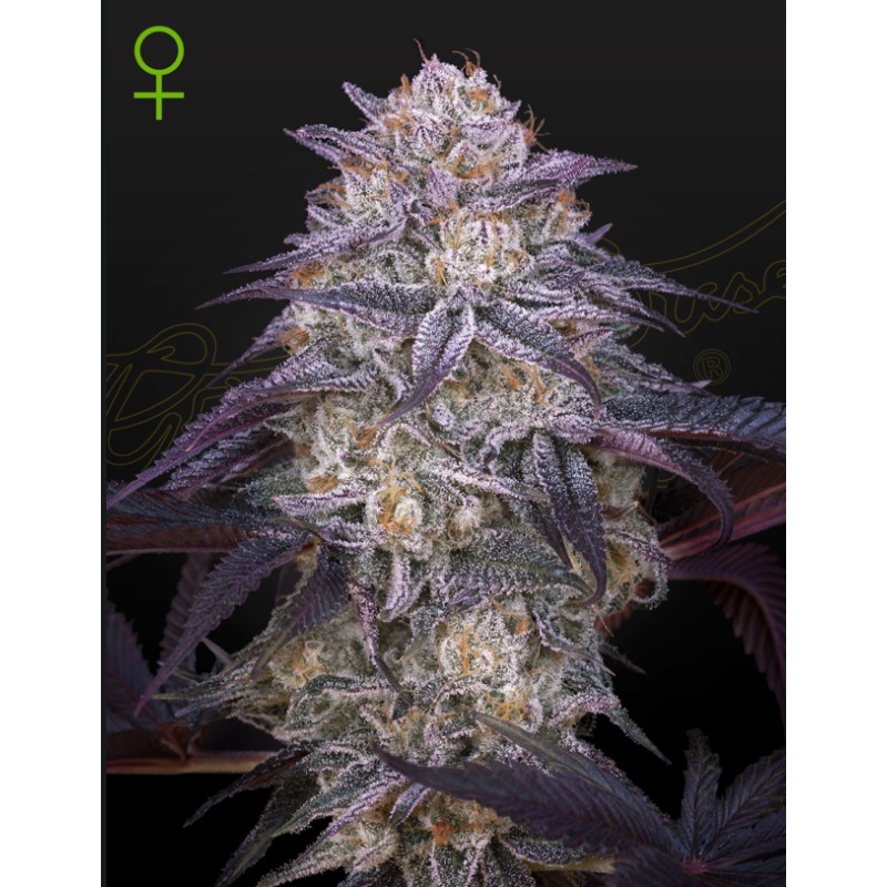KING'S JUICE AUTO · Green House Seeds · semillas de marihuana · AutoFem