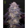 KING'S JUICE AUTO · Green House Seeds · semillas de marihuana · AutoFem