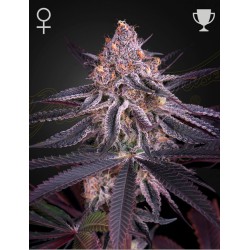 KING'S JUICE · Green House Seeds · semi di canapa · Fem