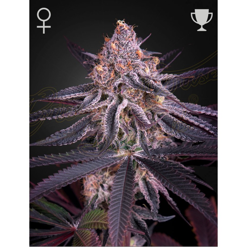 KING'S JUICE · Green House Seeds · semillas de marihuana · Fem
