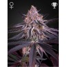 KING'S JUICE · Green House Seeds · semi di canapa · Fem