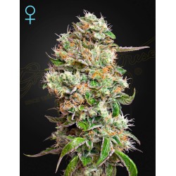 KING'S KUSH AUTO CBD  · Green House Seeds · semi di canapa · Auto Fem