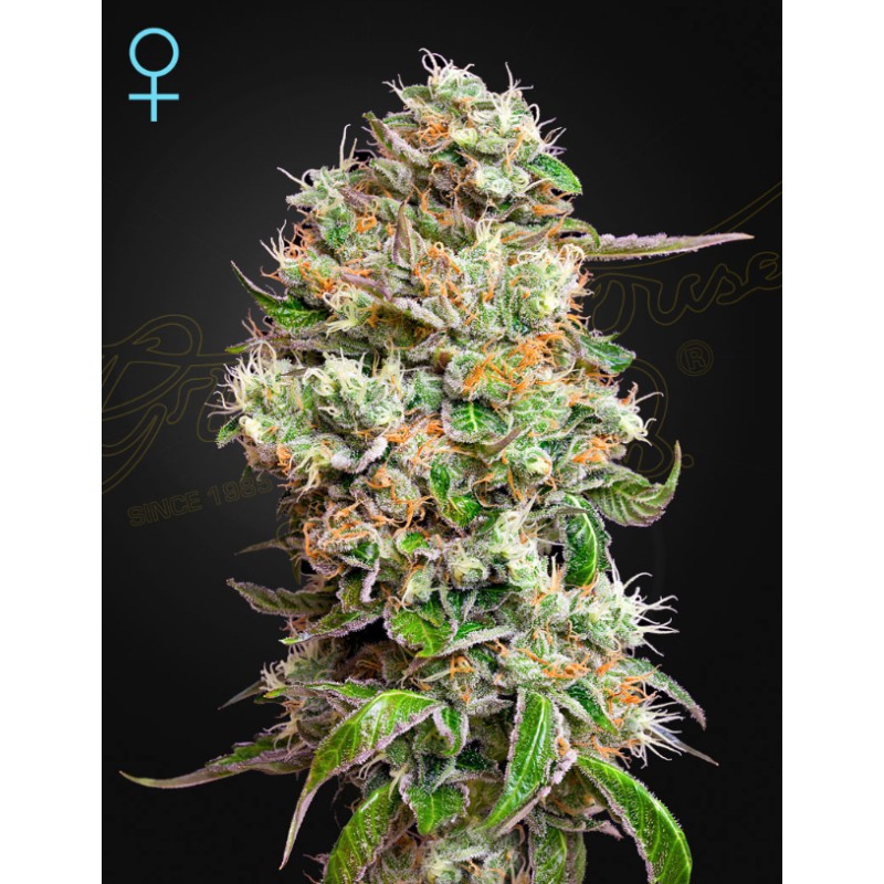 KING'S KUSH AUTO CBD  · Green House Seeds · cannabis seeds · Auto Fem