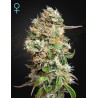 KING'S KUSH AUTO CBD · Green House Seeds · semillas de marihuana · Auto Fem