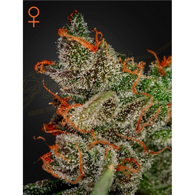 KING'S KUSH · Green House Seeds · semi di canapa · Fem