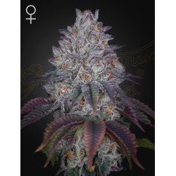 KING'S TART · Green House Seeds · cannabis seeds · Fem
