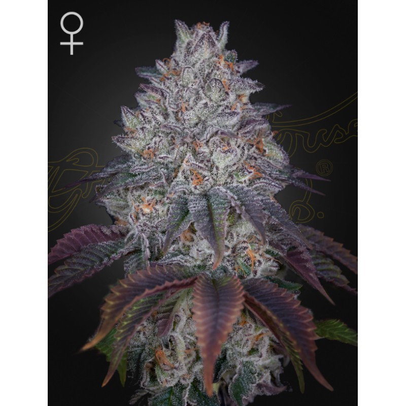 KING'S TART · Green House Seeds · semillas de marihuana · Fem