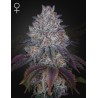 KING'S TART · Green House Seeds · cannabis seeds · Fem