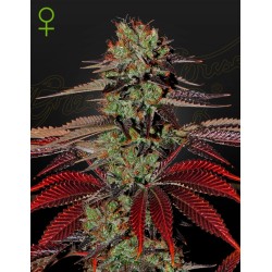 KING´S  KUSH AUTO · Green House Seeds · semi di canapa  ·  AutoFem