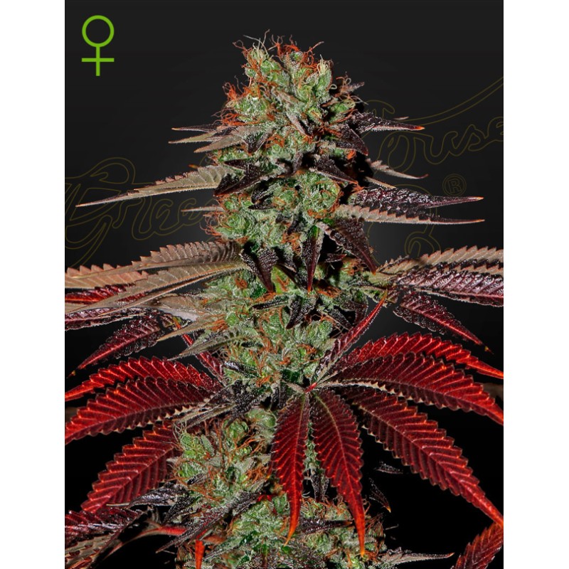 KING´S  KUSH AUTO · Green House Seeds · cannabis seeds · AutoFem