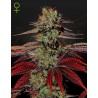 KING´S  KUSH AUTO · Green House Seeds · semillas de marihuana  ·  AutoFem