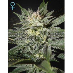 KING’S KUSH CBD · Green House Seeds · semillas de marihuana · Fem