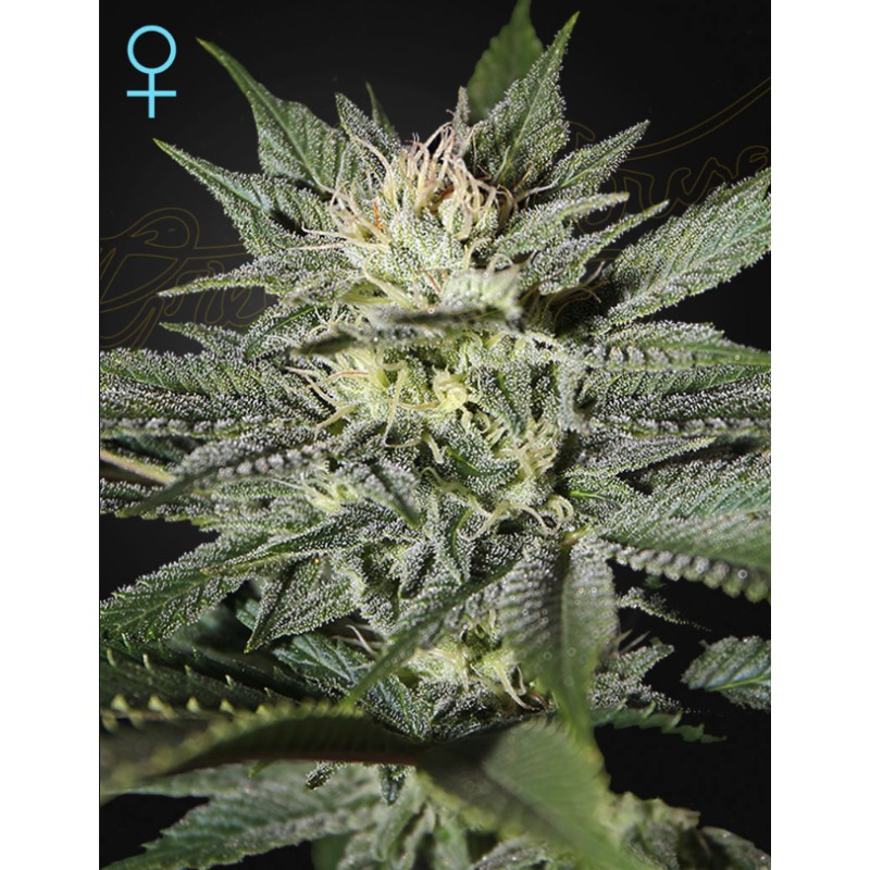 KING’S KUSH CBD · Green House Seeds · semillas de marihuana · Fem