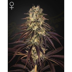 KONGS KRUSH · Green House Seeds · semi di canapa · Fem