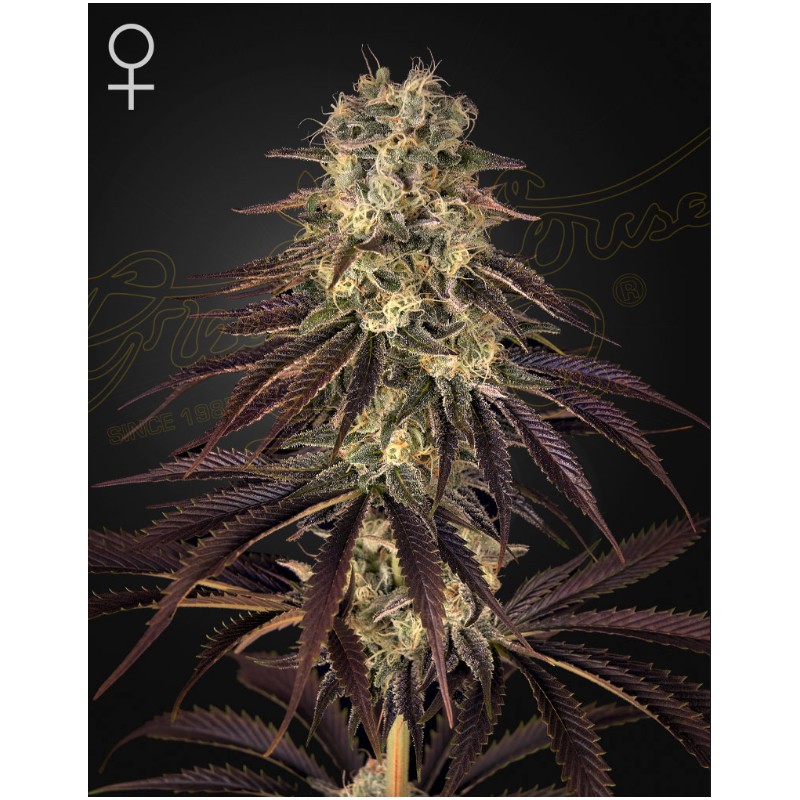 KONGS KRUSH · Green House Seeds · cannabis seeds · Fem