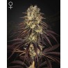 KONGS KRUSH · Green House Seeds · semi di canapa · Fem