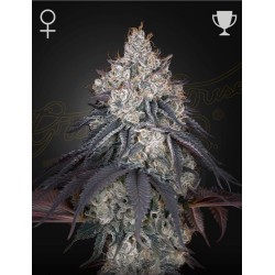 LEMON ORANGE · Green House Seeds · semillas de marihuana · Fem