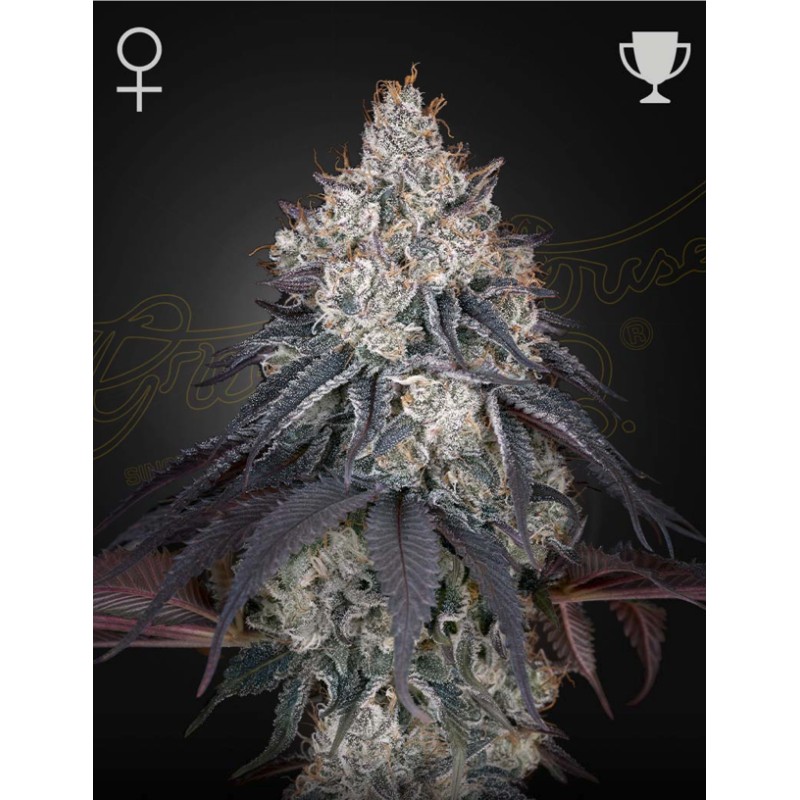 LEMON ORANGE · Green House Seeds · semillas de marihuana · Fem