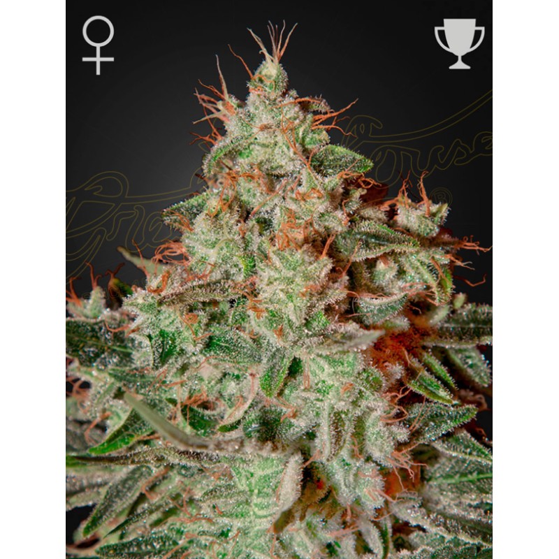 LEMON SKUNK · Green House Seeds · semillas de marihuana · Fem
