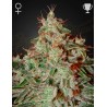 LEMON SKUNK · Green House Seeds · semillas de marihuana · Fem