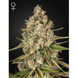 LOST PEARL · Green House Seeds · semillas de marihuana · Fem