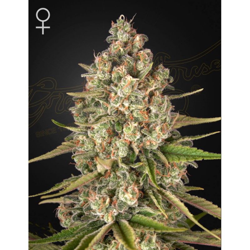LOST PEARL · Green House Seeds · semillas de marihuana · Fem