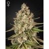 LOST PEARL · Green House Seeds · cannabis seeds · Fem