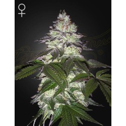 MILKY DREAMS · Green House Seeds · semi di canapa · Fem