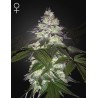 MILKY DREAMS · Green House Seeds · semi di canapa · Fem