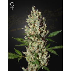 MOBY DICK · Green House Seeds · semi di canapa · Fem