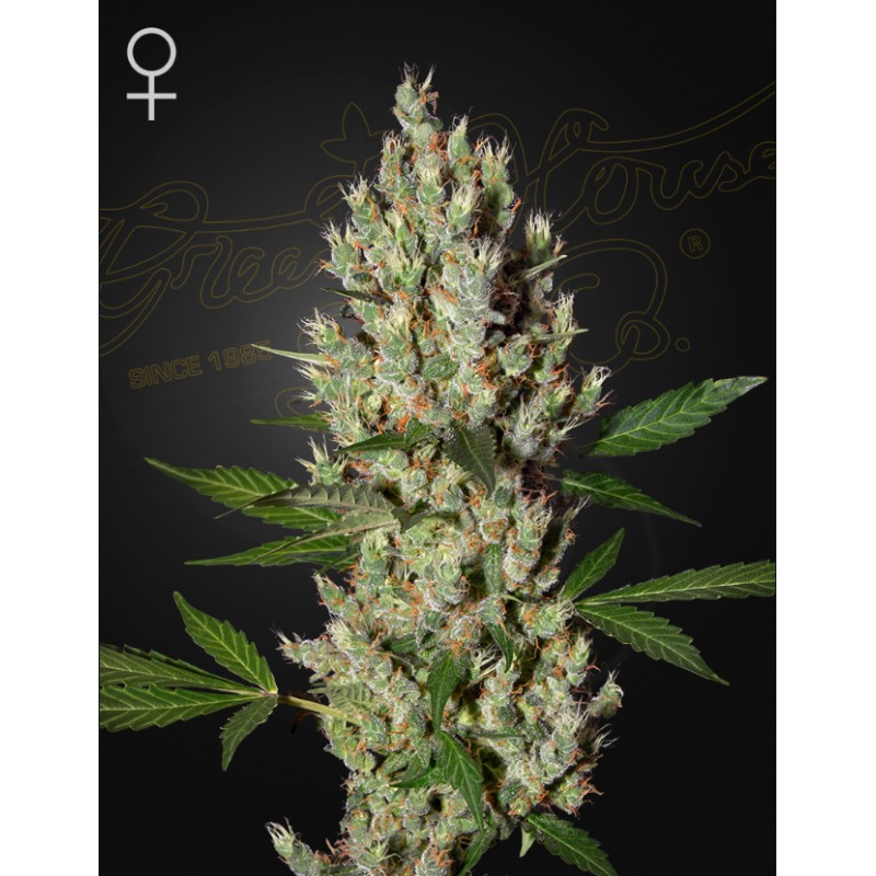 MOBY DICK · Green House Seeds · semi di canapa · Fem