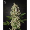 MOBY DICK · Green House Seeds · semi di canapa · Fem
