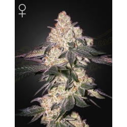 MOWEETO · Green House Seeds · semillas de marihuana · Fem