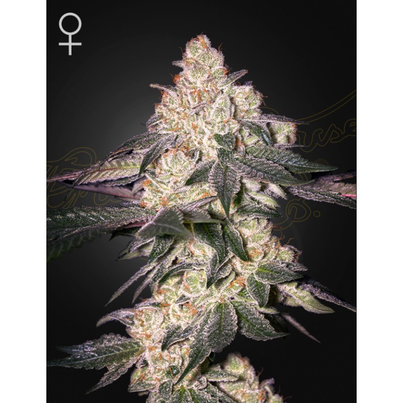 MOWEETO · Green House Seeds · cannabis seeds · Fem