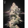 MOWEETO · Green House Seeds · semi di canapa · Fem