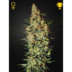NEVILLE'S HAZE · Green House Seeds · cannabis seeds · Fem