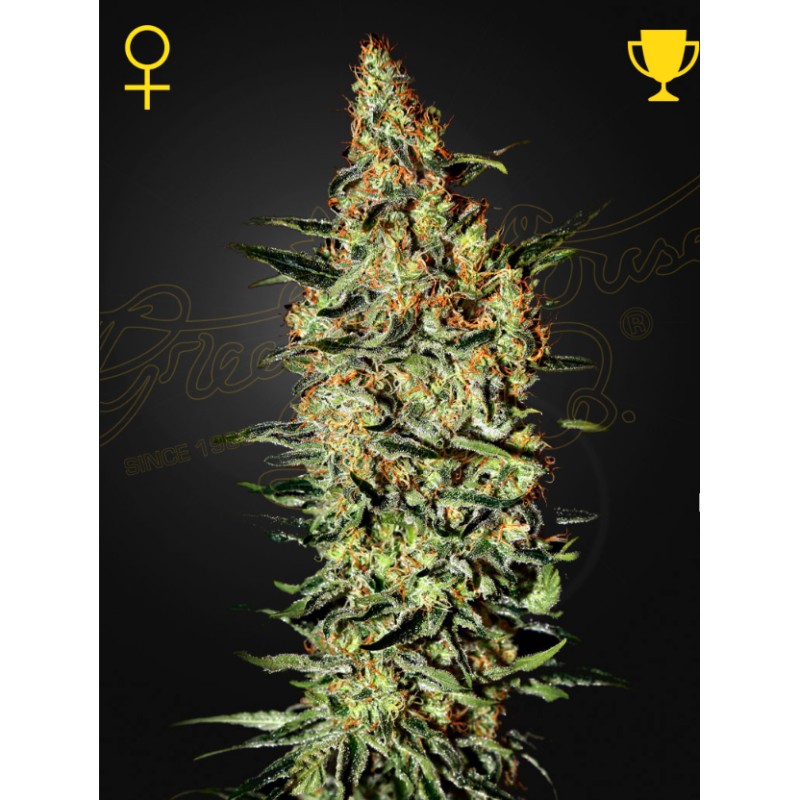 NEVILLE'S HAZE · Green House Seeds · cannabis seeds · Fem