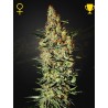 NEVILLE'S HAZE · Green House Seeds · semillas de marihuana · Fem