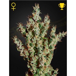 NL5 HAZE MIST · Green House Seeds · cannabis seeds · Fem