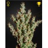 NL5 HAZE MIST · Green House Seeds · cannabis seeds · Fem
