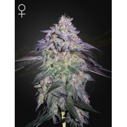 NORI CAKE · Green House Seeds · cannabis seeds · Fem